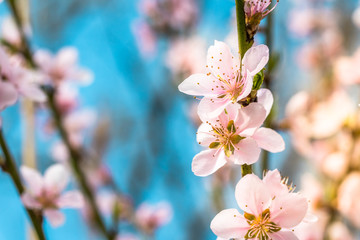 Detail of a beautiful blooming tree in a spring
