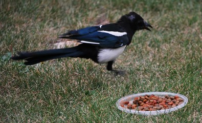 Magpie close up