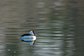 European oyster catcher floating on waving water