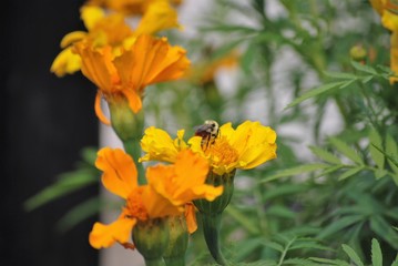 Bee on marigold 