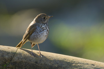 Tiny wild sparrow on stone