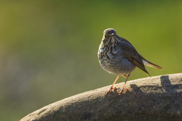 Wild sparrow standing on stone