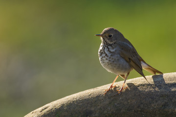 Wild chickadee standing on stone