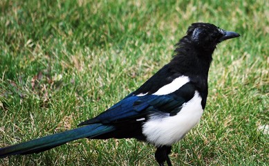 Magpie close up