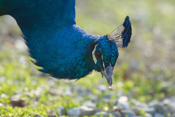 eafowl pecking soil
