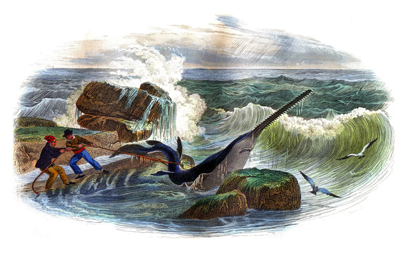 The squale saw, vintage engraving.