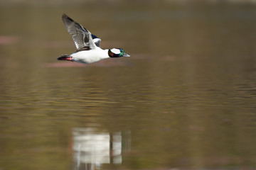 Soaring duck over surface of water