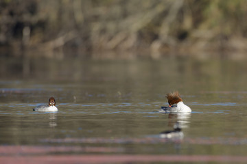 Lapwings floating in water