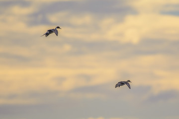 Nosedive ducks soaring in heaven