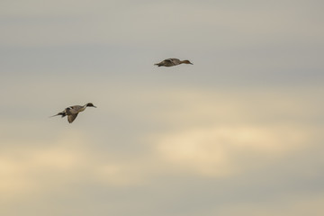 Soaring ducks in sky