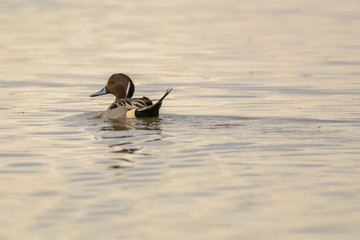 Duck drifting in waving water