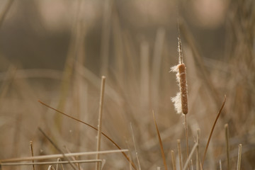 Dry reed between water plants
