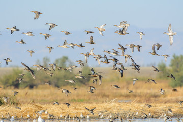Flying wild ducks above lake water
