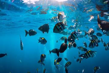 Underwater world with tropical fish in Pacific ocean