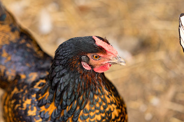 Barnevelder Head