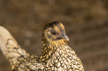 Cream Legbar Head Turned