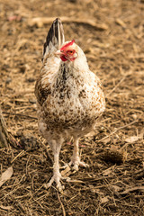 Fayoumi Chicken Head Up