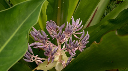 Obraz premium Wildflower