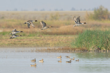 Flying pintail ducks above lake water
