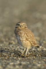 Owl standing between pebbly land
