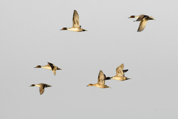 Flying ducks in flock in sky
