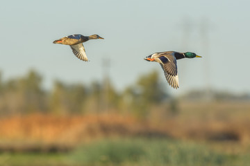 Colorful ducks flying in air