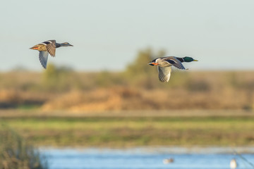 Graceful colorful ducks flying together
