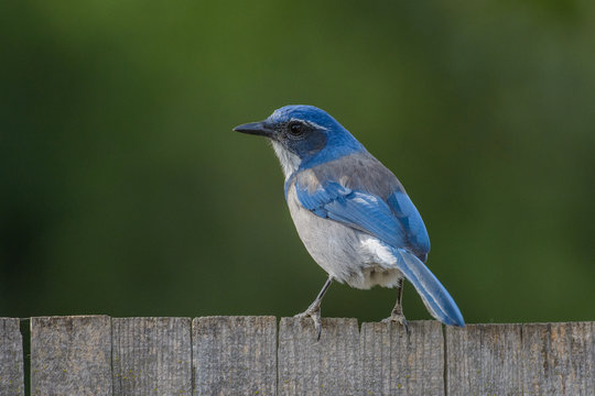 Beautiful scrub jay bird on fence