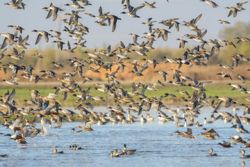 Flying crowd of wild ducks