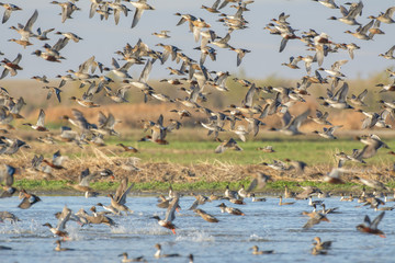 Fototapeta na wymiar Crowded flock of ducks flying