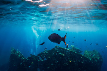 Beautiful underwater world with tropical fish at USS Liberty, Bali