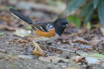 Colorful spotted towhee on ground