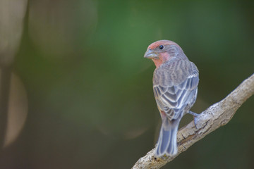 Colorful house finch on wood twig