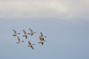 Fototapeta na wymiar Wild pintail ducks in flock