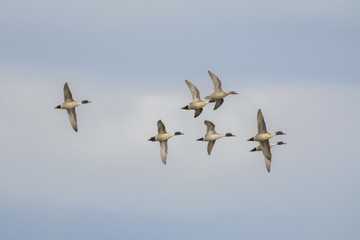 Gray pintail ducks in flock