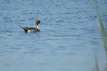 Duck swimming in pond
