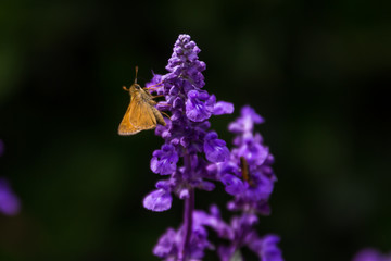 Orange Butterfly Landing on a Flower