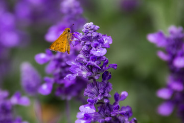Orange Butterfly Landing on a Flower