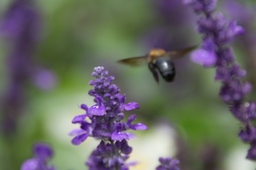Bumblebee Flying Away After Collecting Pollen from a Lilac