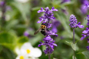 Bumblebee Collecting Pollen from a Lilac