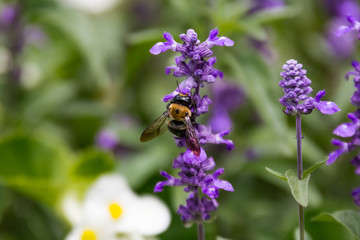 Bumblebee Collecting Pollen from a Lilac