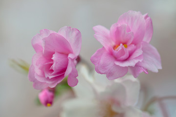 Fototapeta na wymiar Macro pink cherry blossoms