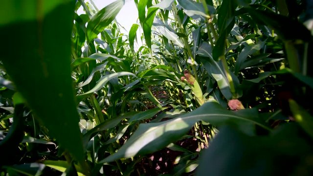 Escaping through corn in farmer's field. Running away deep amongst the stalks of corn in the darkness on a sunny day. Being pursued in the bushes and running through the rows of crops in daytime.