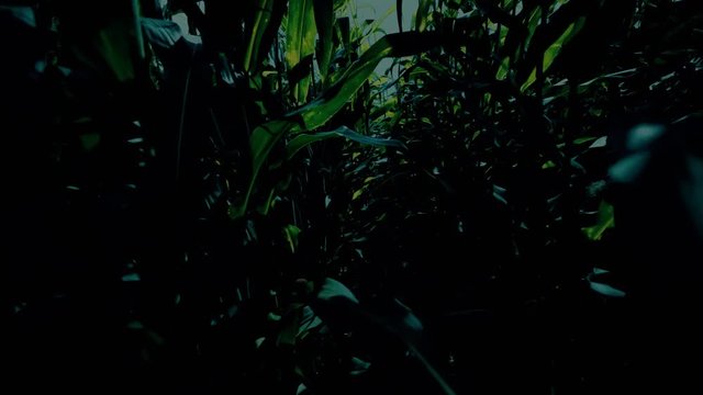 Desperate escape through cornfield at night.Running away from murderer at night in dark farmers field amongst rows of crops, trying to stay alive. Trying to find way out of farmer's field.