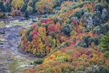 Conguillio National Park inside forest during Autumn season, a colorful landscape with fallen leafs, yellow colors, valleys full of color with the trees changing from season to season, Chile