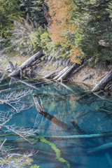 Arcoiris Lagoon at Autumn Season a colorful mirror and sunken trees below the waters make it a dramatic landscape remembering the last eruptions from the near Llaima Volcano, Conguillio National Park