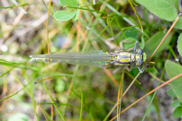 Beautiful colorful dragonfly from above