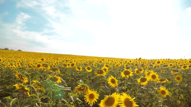 beautiful sunflower Helianthus field of yellow flowers on a background of blue sky landscape. slow motion video. a lot of sunflower - a large field of agriculture. collection of biomass oi lifestylel