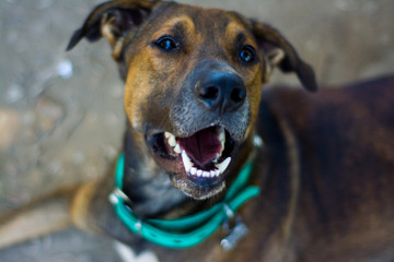 Close-up of smile of a beautiful mongrel dog in the northwest of Argentina shining its white teeth transmits the pure joy of an innocent animal that has no concern for the material