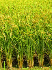 豊作の田圃風景